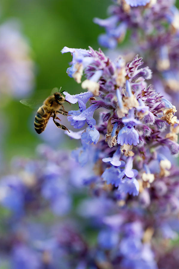 A Bee On Hybrid Catmint nepeta X Faassenii, Close-up Photograph by William Reavell