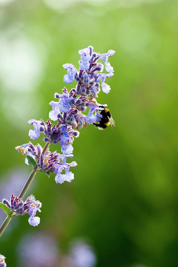 A Bee On Hybrid Catmint nepeta X Faassenii Photograph by William Reavell