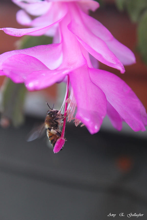 Nature Photograph - A Bees Cocktail by Amy Gallagher