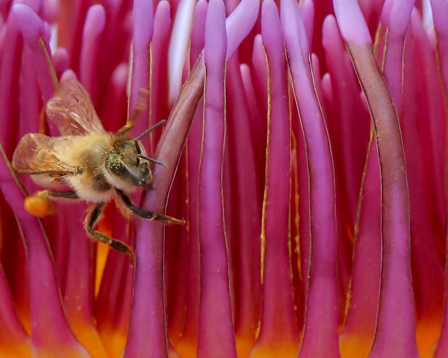 A Bees World Photograph by Susan Rydberg