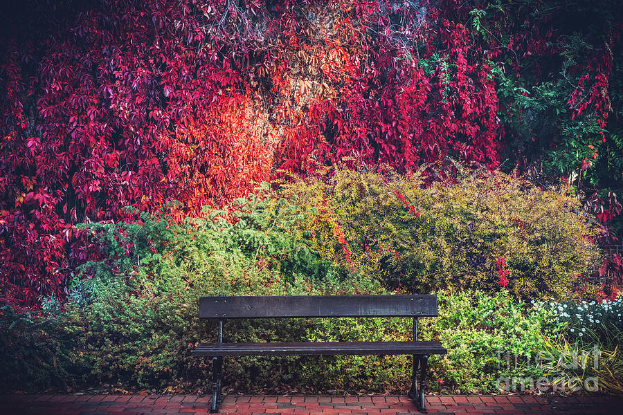 A bench and colorful autumn foliage on a wall. Photograph by Michal Bednarek