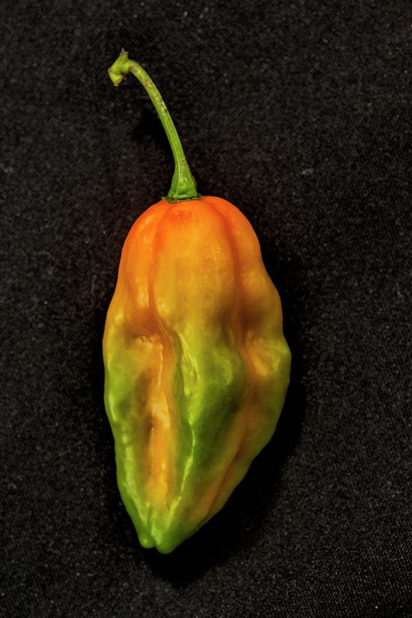 A Bhut Jolokia Chilli very Spicy Chilli Pepper Photograph by Alfonso Calero