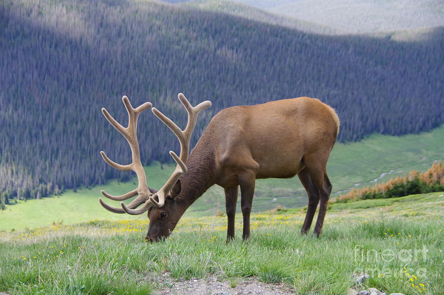 Rocky Mountain National Park Photograph - A big bull elk grazing by Jeff Swan