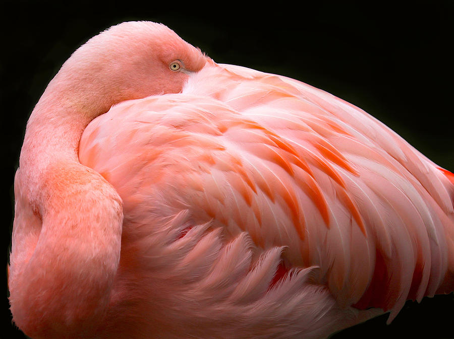 Flamingo Photograph - A Big Bundle Of Feathers by Robin Wechsler