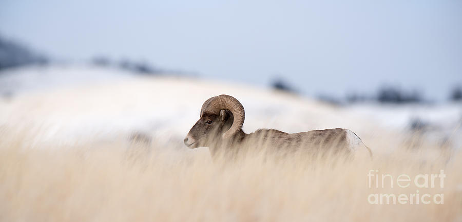 Big Photograph - A Big Horn Sheep Ram Walking From The by Lorraine Logan Big Photograph - A Big Horn Sheep Ram Walking From The by Lorraine Logan