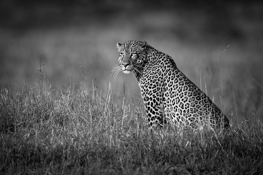 Animal Photograph - A Big Male Leopard Sits In Long Grass by Nick Dale