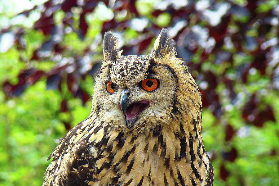 A big shout from the Owl by Darren Weeks A big shout from the Owl by Darren Weeks