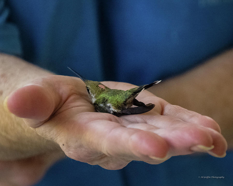 A Bird in Hand Photograph by Al Griffin