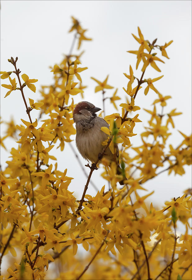 A Bird in the Bush Photograph by Robert Ullmann