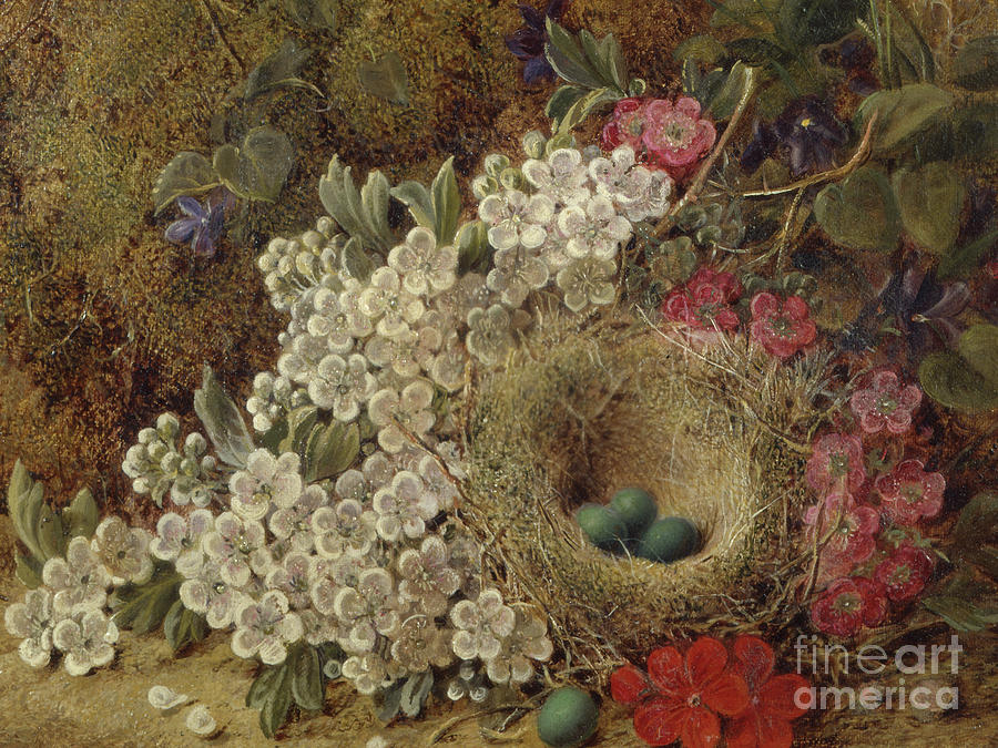 A birds nest and blossom on a mossy bank Painting by George Clare