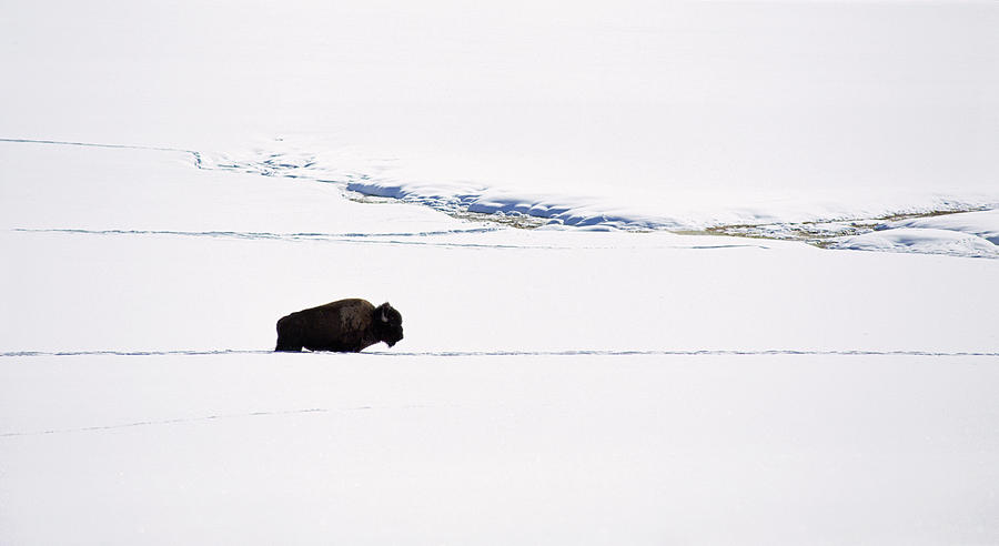 A Bison In The Snow. The American Photograph by Mint Images - David Schultz