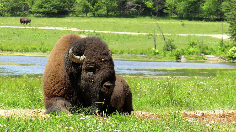 A bison relaxing in the prairie Photograph by Celine Bisson | Fine Art ...