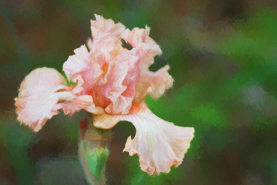 A Bit of a Peach Iris Photograph by Kathy Clark