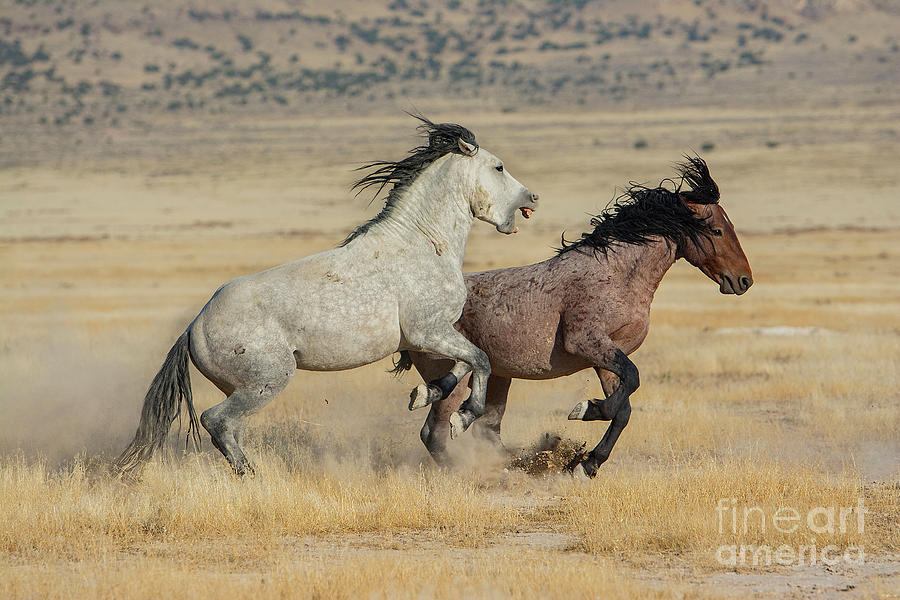 Nikon Photograph - A Biting Chase by Nicole Markmann Nelson Nikon Photograph - A Biting Chase by Nicole Markmann Nelson
