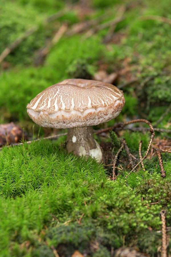 A Bitterling bitter Bolete In The Forest Photograph by Chris Schfer