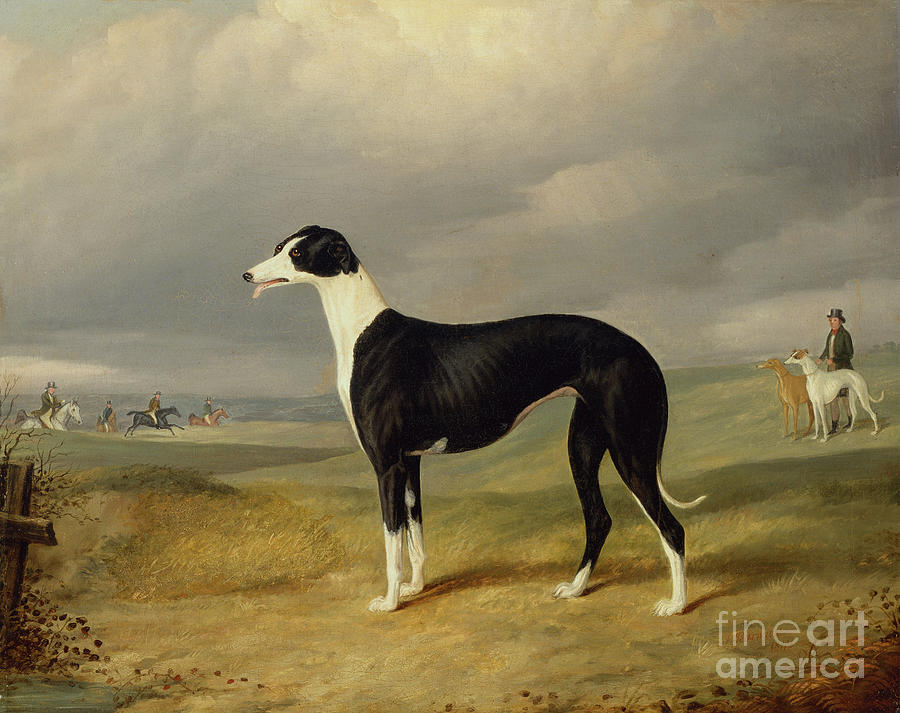 A Black And White Greyhound In An Open Landscape, 1842 Painting by John Barwick