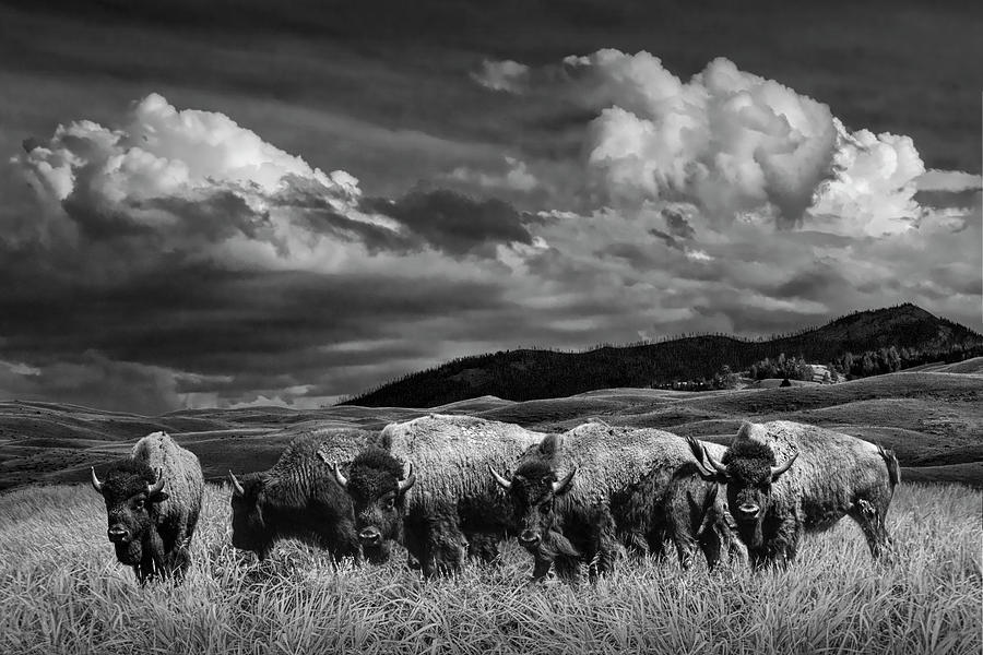 A Black and White Photograph of a Herd of American Buffalo Bison grazing in Yellowstone Photograph by Randall Nyhof