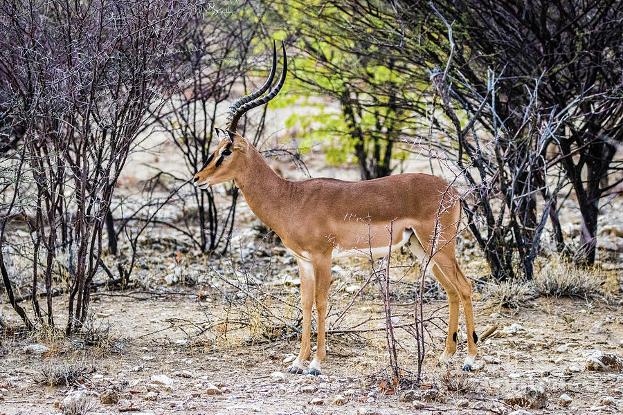 A black faced impala, Namibia Photograph by Lyl Dil Creations