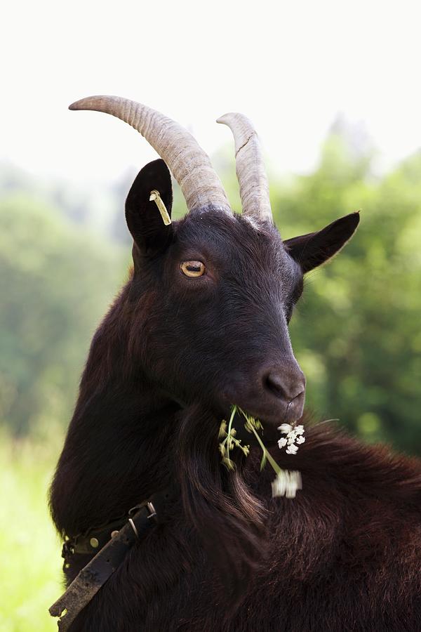 A Black Goat Photograph by Fotos Mit Geschmack