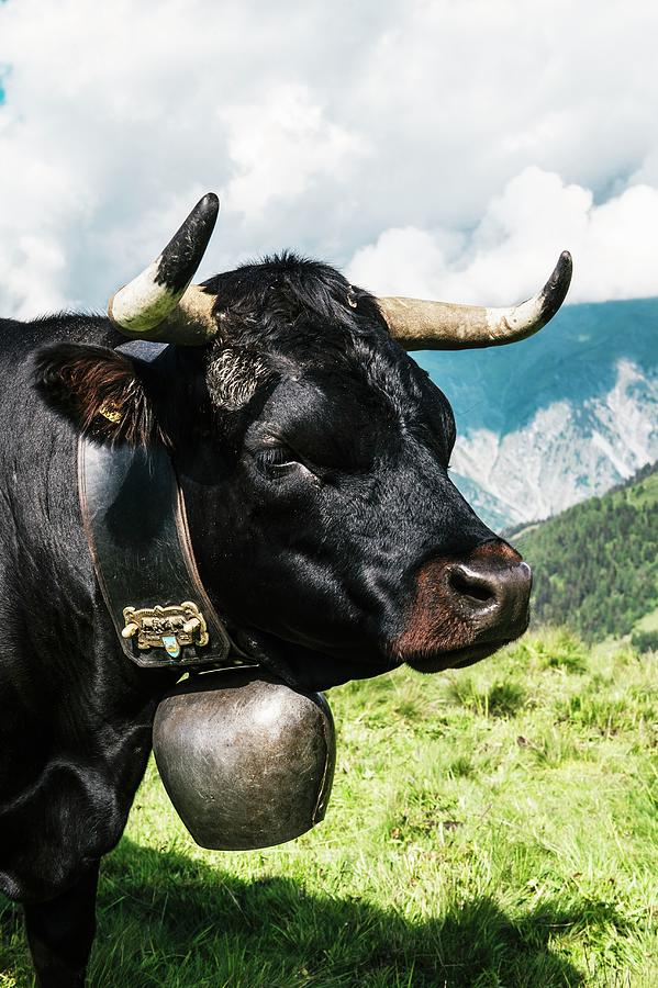 A Black Hrens Cow With Cow Bell In Alpage De Mille In The Canton Of Valais, Switzerland Photograph by Jalag / Sebastiano Rossi