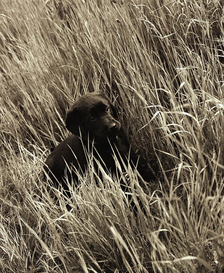 A Black Puppy In A Meadow Photograph by Andreas Kindler