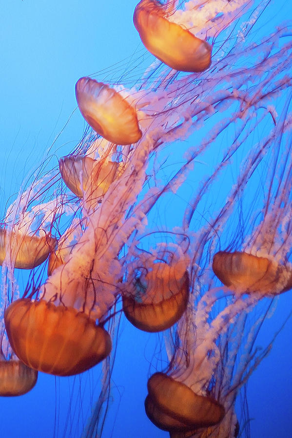 A Bloom Of Jellyfishes Photograph by Thanks For Viewing