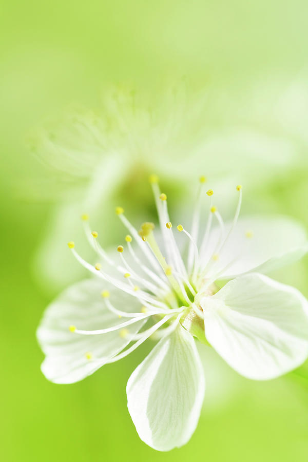 A Blossom Background With White Flower Photograph by Viorika