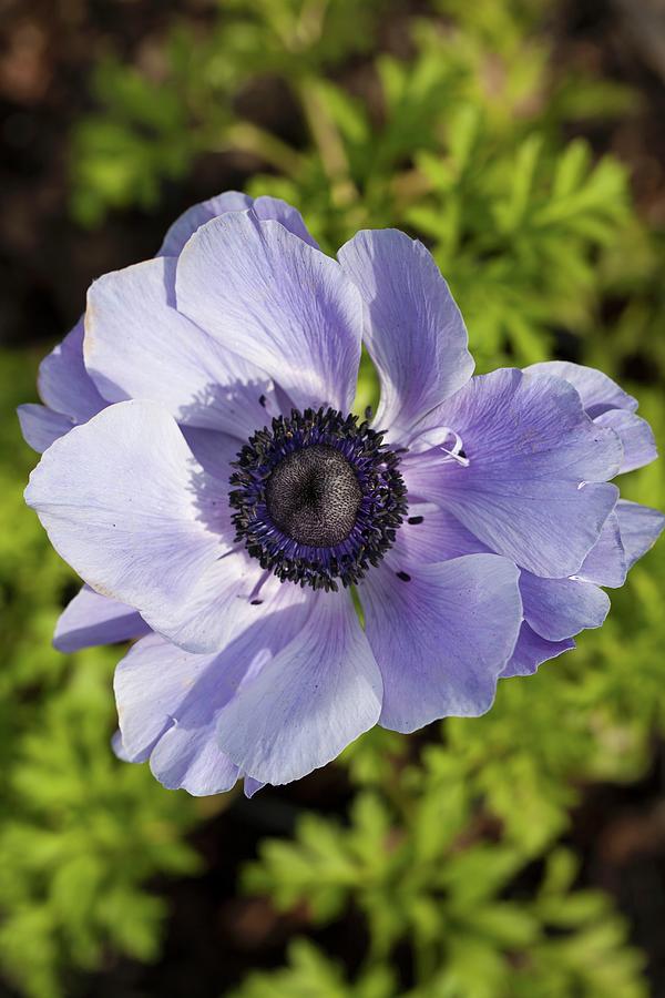 A Blue Anemone Photograph by Yelena Strokin