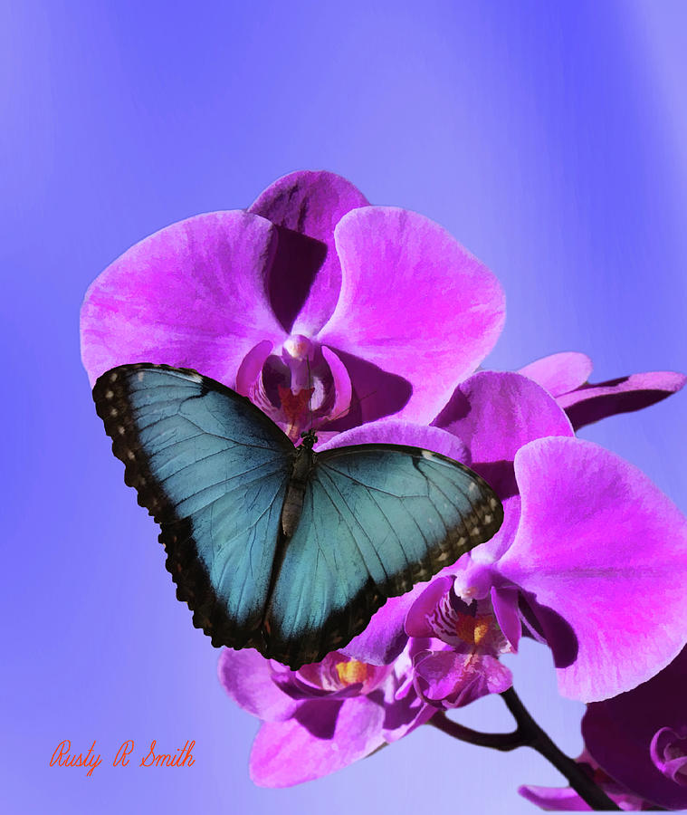 A Blue Morpho Butterfly on pink orchid. by Rusty R Smith A Blue Morpho Butterfly on pink orchid. by Rusty R Smith