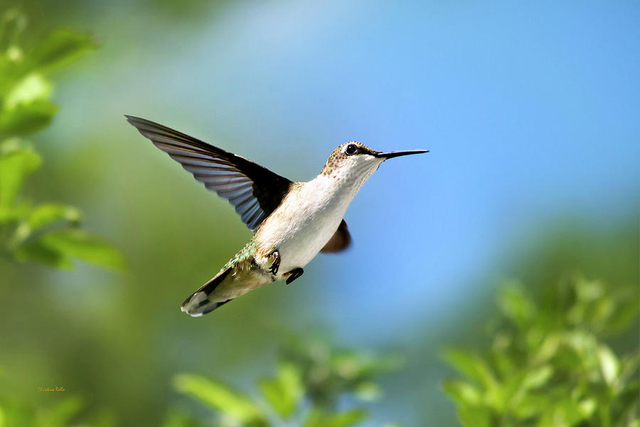 Blue Green Hummingbird Photograph by Christina Rollo