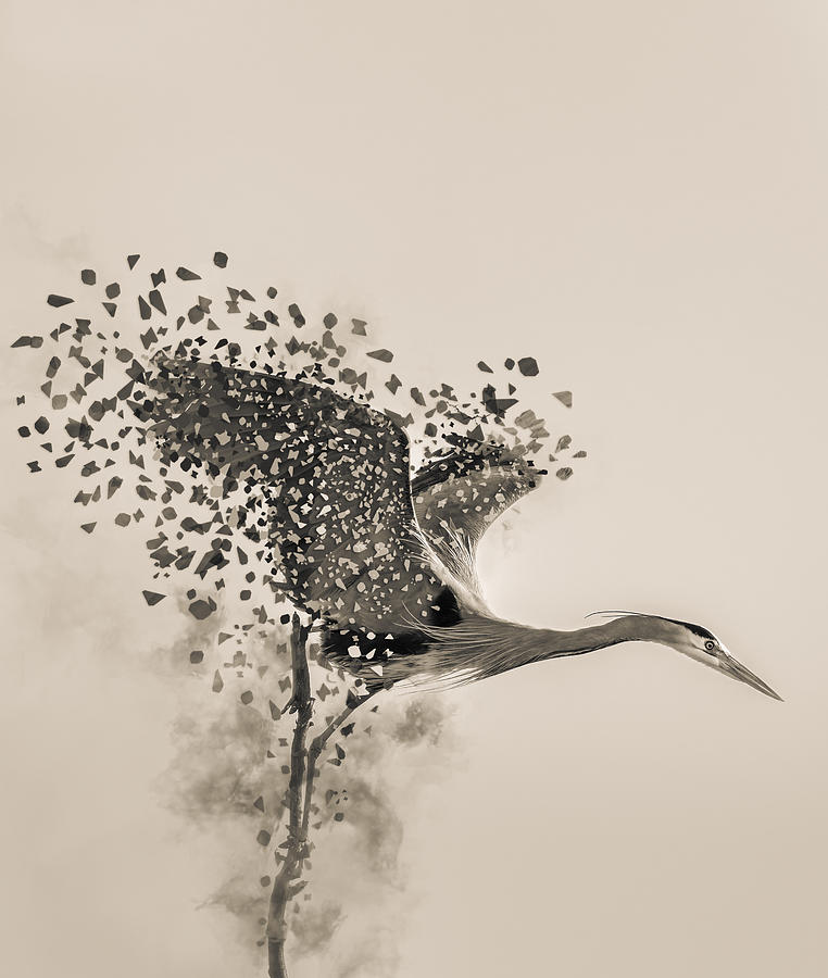 A Blue Heron Photograph by Yunqiang Li