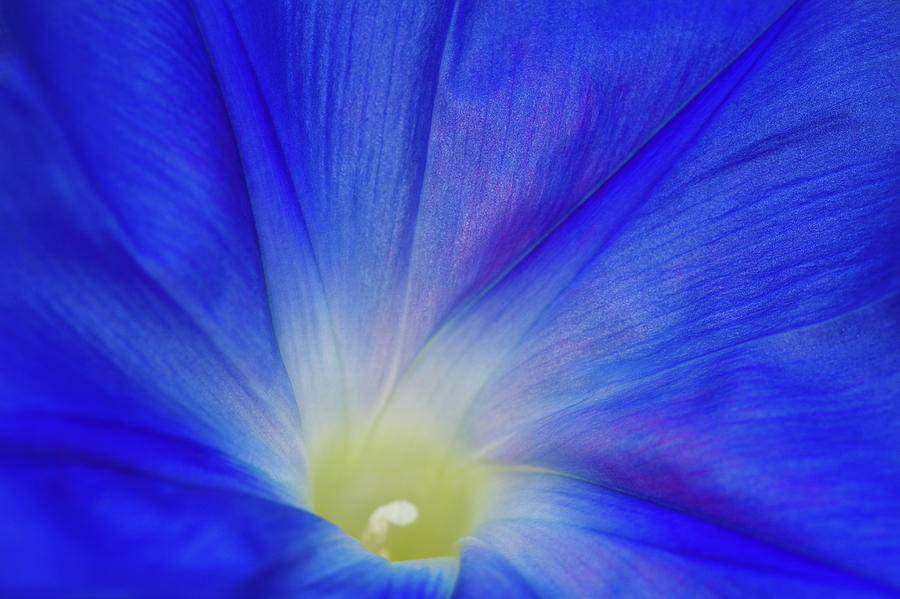 A Blue Morning Glory Flower Photograph by Diane Macdonald