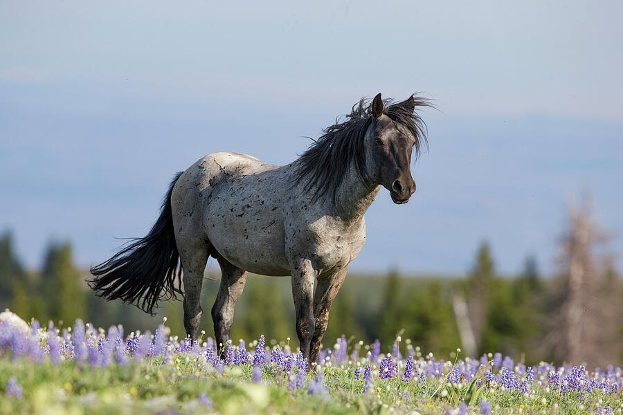 A Blue Roan Stallion Stands In The Flowers In The Pryor Photograph by Carol Walker / Naturepl.com A Blue Roan Stallion Stands In The Flowers In The Pryor Photograph by Carol Walker / Naturepl.com