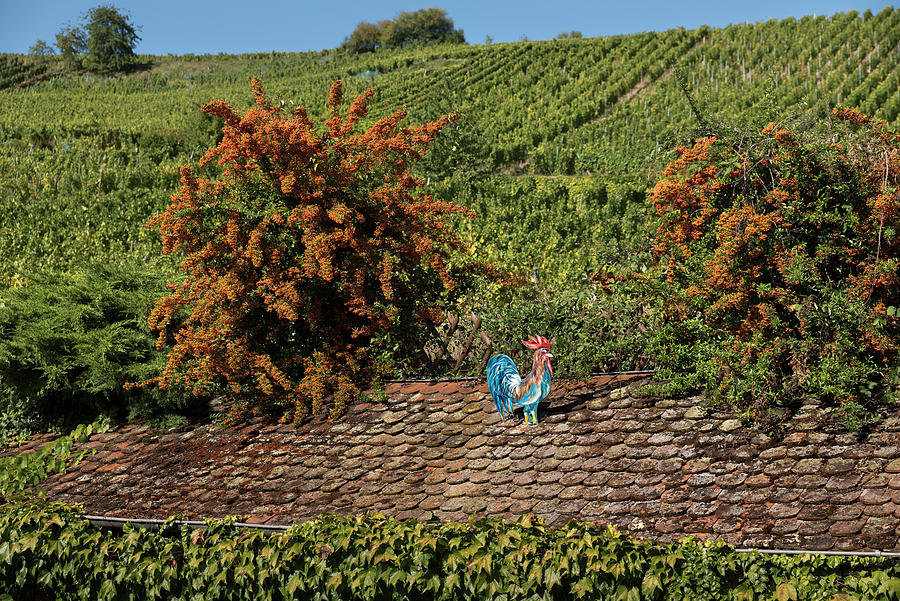 A blue rooster watches over the Riquewihr vineyards Photograph by RicardMN Photography