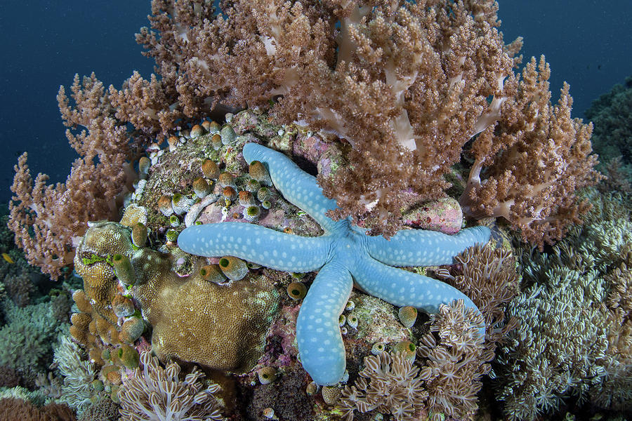 A Blue Sea Star, Linkia Laevigata Photograph by Ethan Daniels