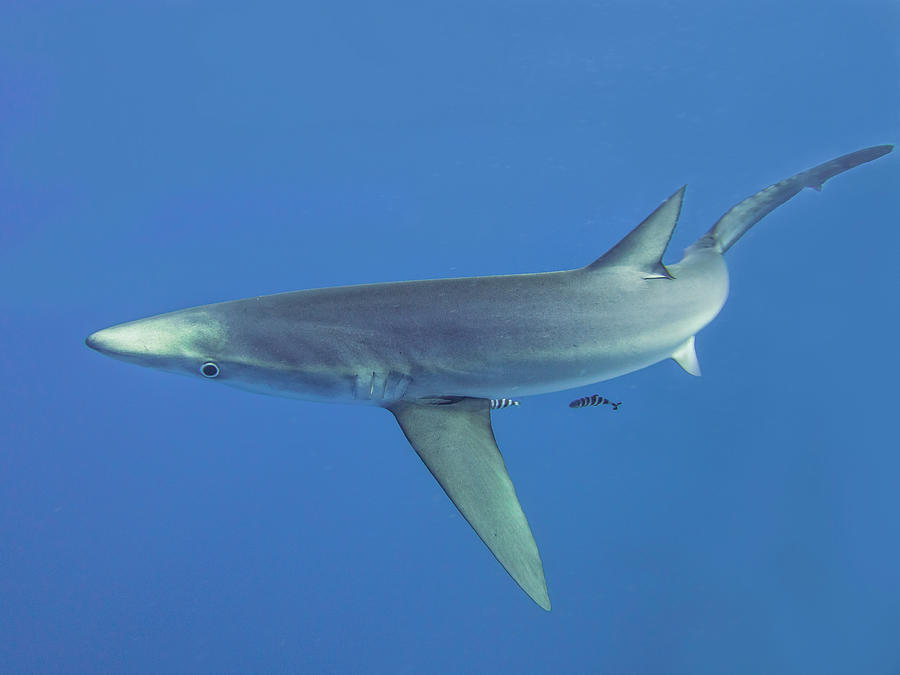 A Blue Shark Photograph by Fernando Abreu