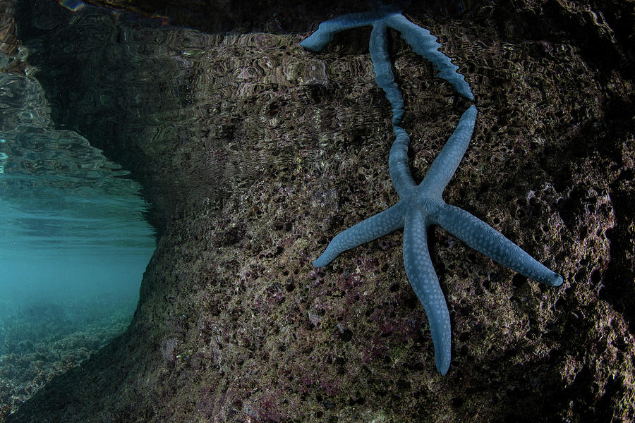 A Blue Starfish Clings To The Undercut Photograph by Ethan Daniels