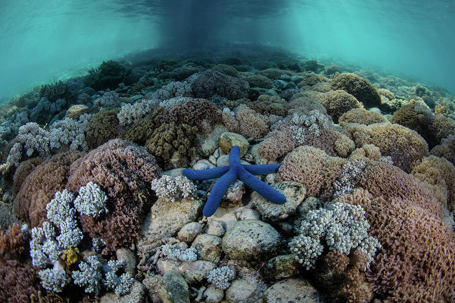 A Blue Starfish On A Coral Reef Photograph by Ethan Daniels