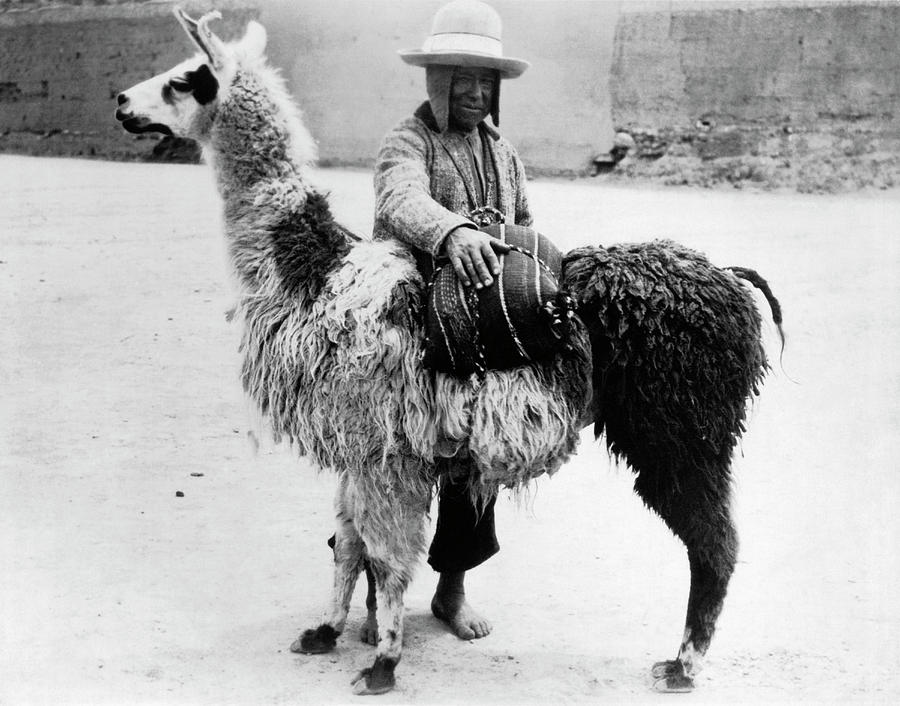 A Bolivian And His Llama Photograph by Underwood Archives