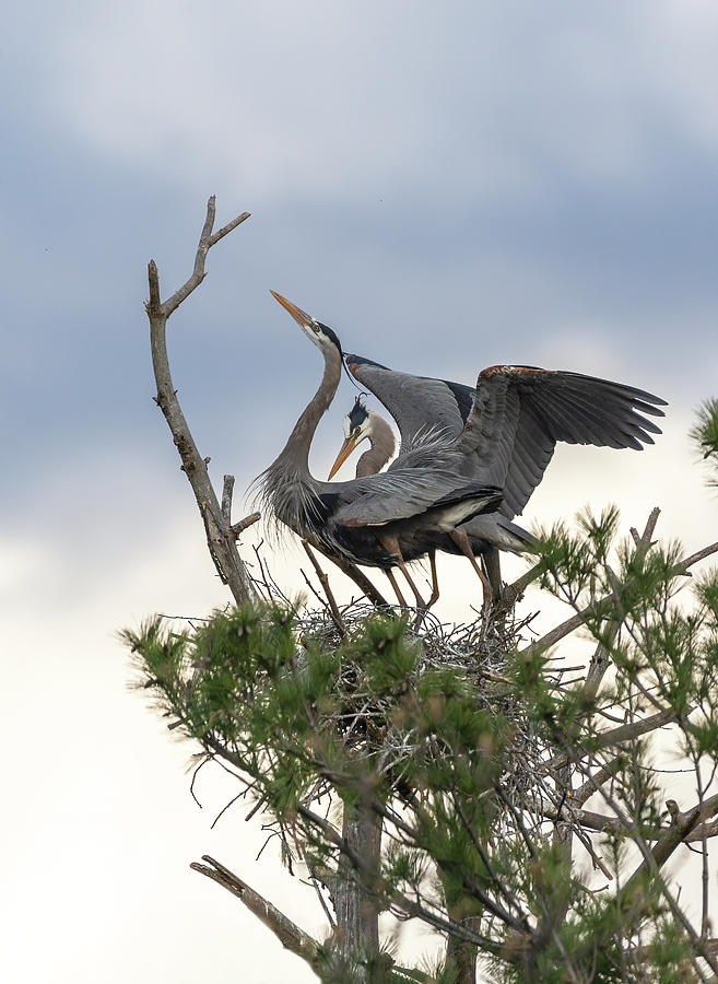 A Bonded Pair Of Great Blue Herons 2019-1 Photograph by Thomas Young
