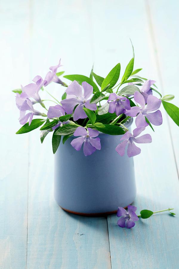 A Bouquet Of Blooming Vincas vinca Minor In A Vase Photograph by ...