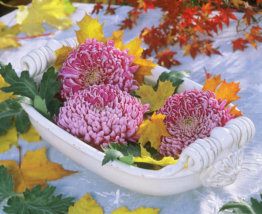 A Bowl Of Chrysanthemums Photograph by Friedrich Strauss