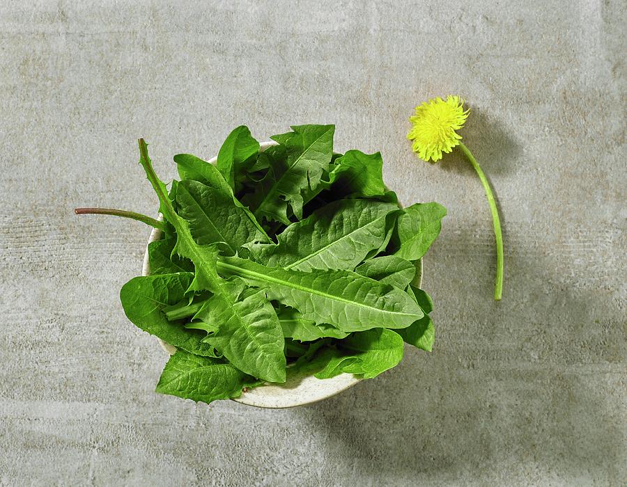 A Bowl Of Fresh Dandelion Leaves On Grey Stone Surface Photograph by Maris Zemgalietis