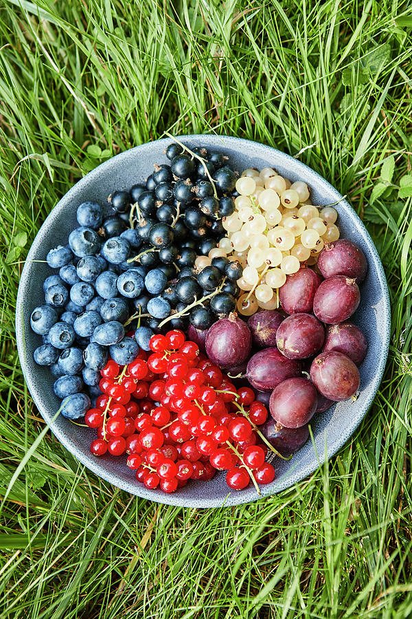 A Bowl Of Various Fresh Berries In The Grass Photograph by Brigitte Sporrer