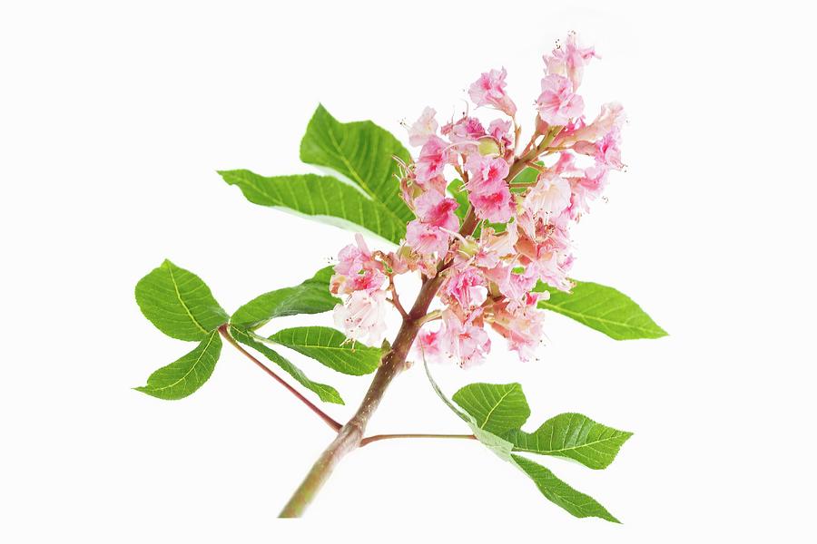 A Branch With Pink Flowers And Leaves Photograph by Jean-paul Chassenet