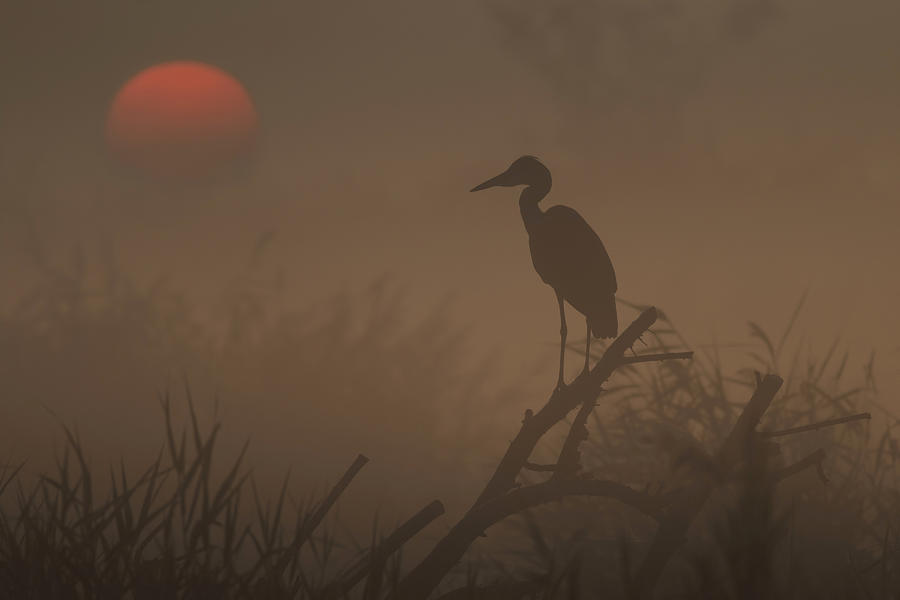 Stork Photograph - A Brand New Day by Riccardo Braga