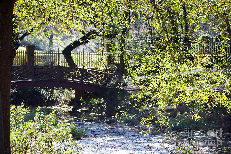 A Bridge at the Canal Photograph by Rachel Morrison