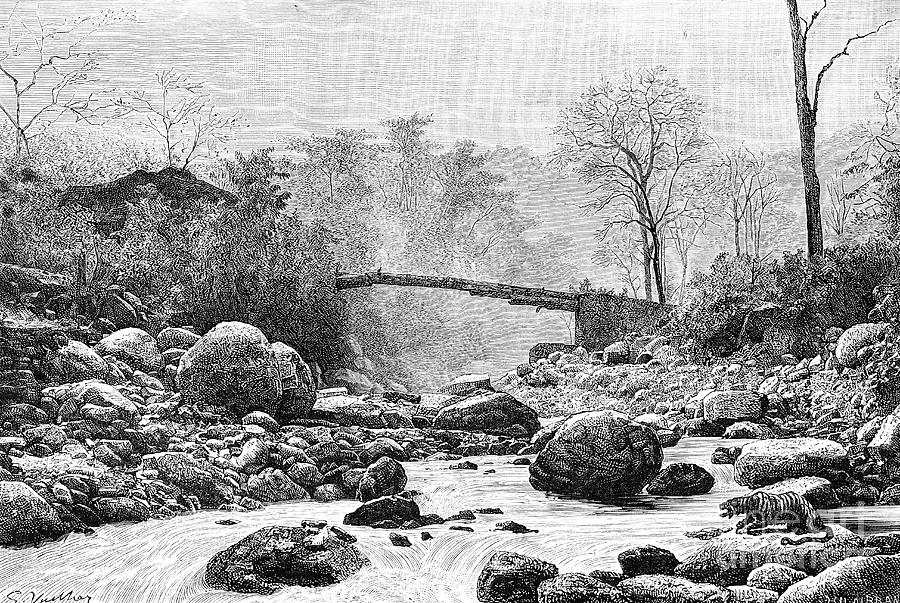 A Bridge Over The Rangit, A Tributary Drawing by Print Collector