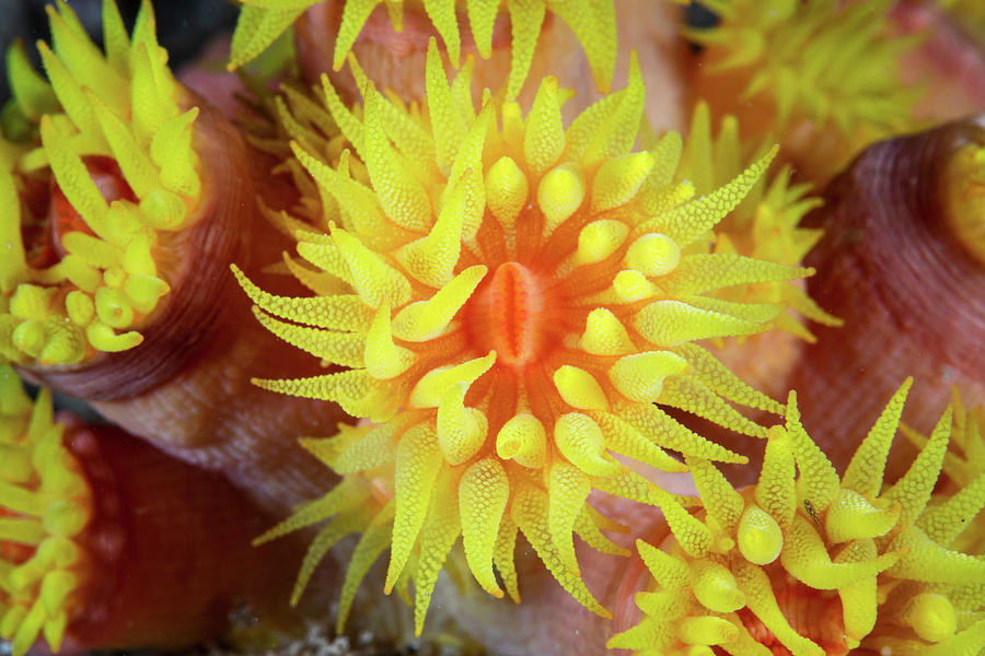 A Bright Cup Coral, Tubastrea Sp Photograph by Ethan Daniels