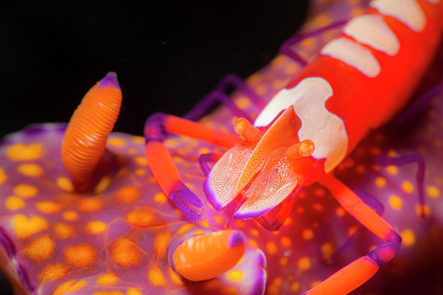 A Bright Orange Emperor Shrimp Photograph by Beth Watson